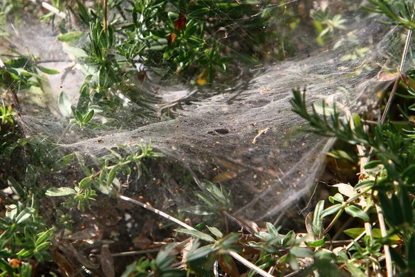 Ιστός Αράχνης Κλαδιά Και Φύλλα Πράσινων Φυτών Πάρκο Της Πόλης — Φωτογραφία Αρχείου