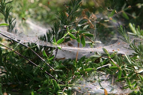 Spinnenweb Takken Bladeren Van Groene Planten Een Stadspark Israël — Stockfoto