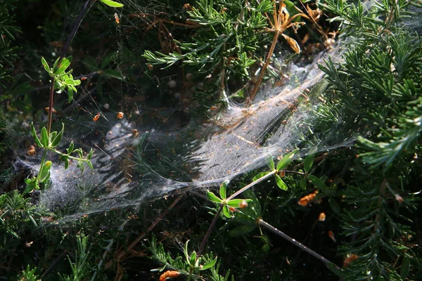 Toile Araignée Sur Les Branches Les Feuilles Plantes Vertes Dans — Photo