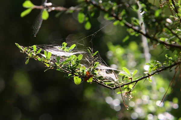 Ιστός Αράχνης Κλαδιά Και Φύλλα Πράσινων Φυτών Πάρκο Της Πόλης — Φωτογραφία Αρχείου