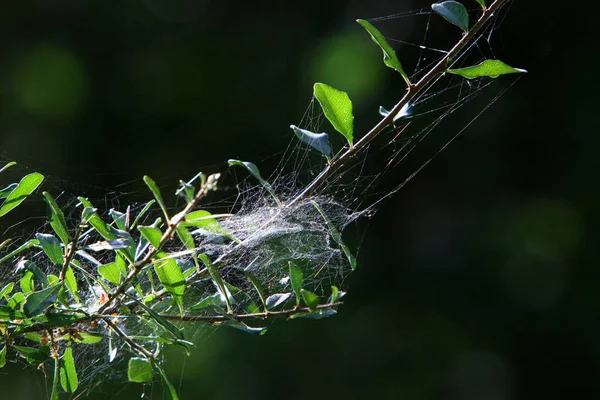 Toile Araignée Sur Les Branches Les Feuilles Plantes Vertes Dans — Photo