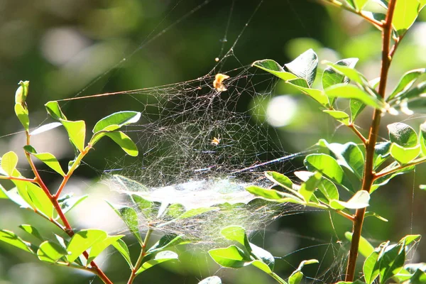 Toile Araignée Sur Les Branches Les Feuilles Plantes Vertes Dans — Photo