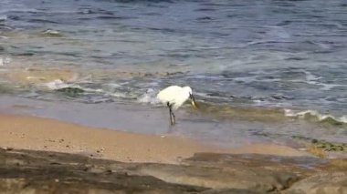 Akdeniz kıyılarında balıkçıl balıkçılığı 