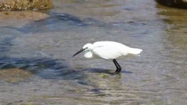 Akdeniz kıyılarında balıkçıl balıkçılığı 