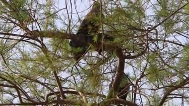 İsrail 'de bir şehir parkında karga 