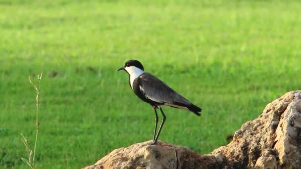 Spur Lapwing Forest Glade Sings Its Song — Stok Video