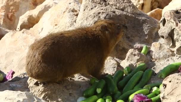 ヒドラックスは石に座って新鮮なキュウリを食べ — ストック動画