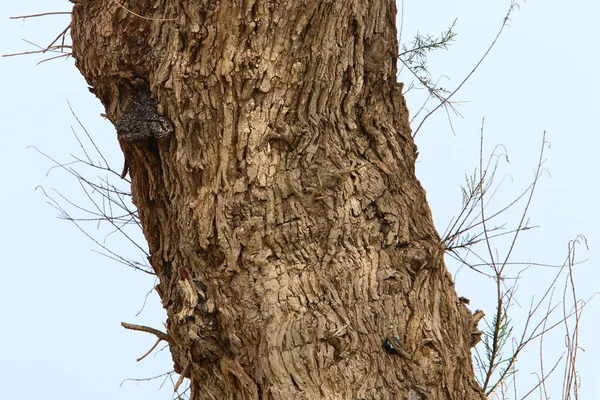 Texture Écorce Grand Arbre Près Parc Urbain Dans Nord Israël — Photo