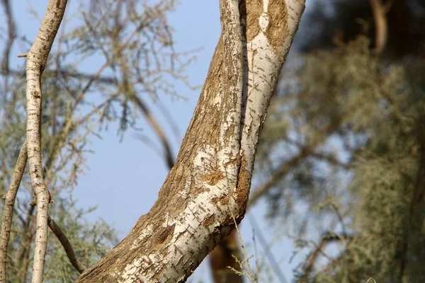 Textura Casca Uma Árvore Grande Perto Parque Cidade Norte Israel — Fotografia de Stock