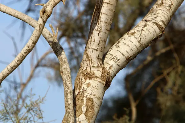 Текстура Кори Великого Дерева Поблизу Міського Парку Півночі Ізраїлю — стокове фото