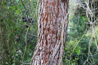 Kuzey İsrail 'deki bir şehir parkında büyük bir ağacın kabuk dokusu. 