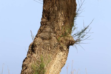 Kuzey İsrail 'deki bir şehir parkında büyük bir ağacın kabuk dokusu. 