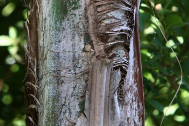 Kuzey İsrail 'deki bir şehir parkında büyük bir ağacın kabuk dokusu. 