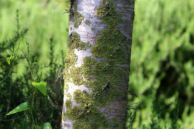 Kuzey İsrail 'deki bir şehir parkında büyük bir ağacın kabuk dokusu. 