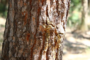 Kuzey İsrail 'deki bir şehir parkında büyük bir ağacın kabuk dokusu. 