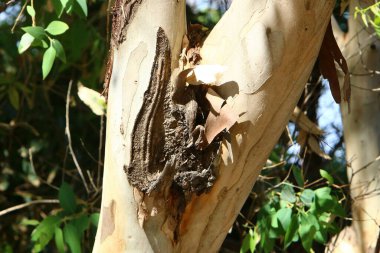 Kuzey İsrail 'deki bir şehir parkında büyük bir ağacın kabuk dokusu. 