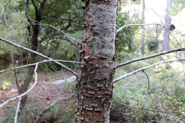 Kuzey İsrail 'deki bir şehir parkında büyük bir ağacın kabuk dokusu. 