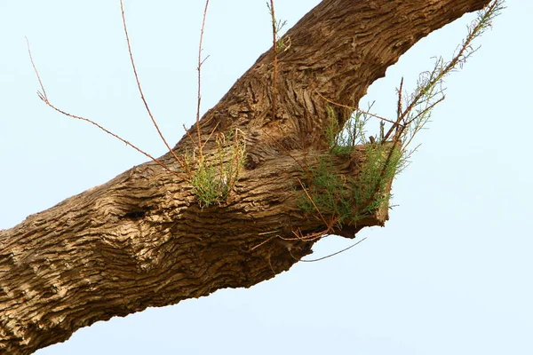 Bark Texture Large Tree Close City Park Northern Israel — Stock Photo, Image