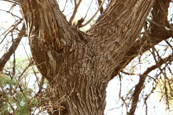 北イスラエルの都市公園に近い大きな木の樹皮の質感 — ストック写真