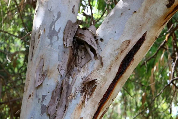 Bark Texture Large Tree Close City Park Northern Israel — Stock Photo, Image