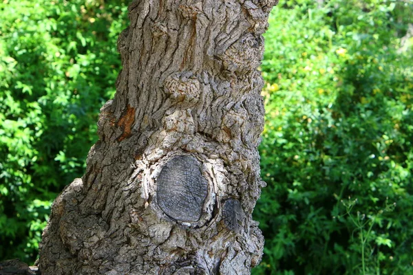 Кора Текстуры Большого Дерева Вблизи Городском Парке Севере Израиля — стоковое фото
