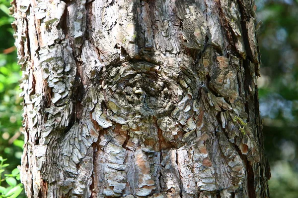 Kuzey Srail Deki Bir Şehir Parkında Büyük Bir Ağacın Kabuk — Stok fotoğraf