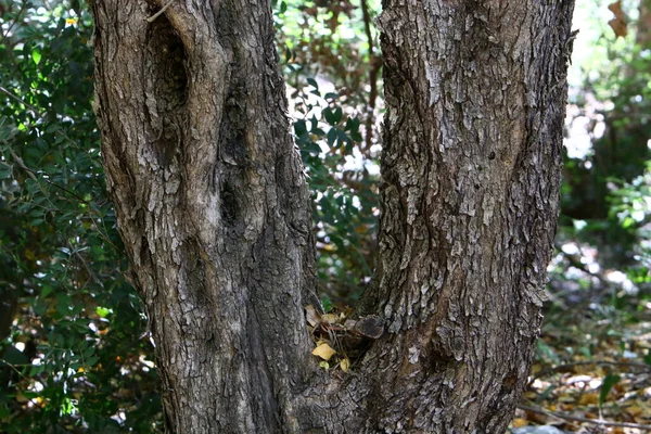 北イスラエルの都市公園に近い大きな木の樹皮の質感 — ストック写真