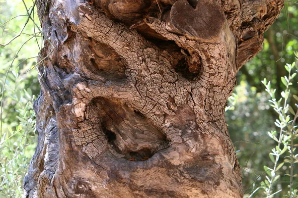 Textura Casca Uma Árvore Grande Perto Parque Cidade Norte Israel — Fotografia de Stock