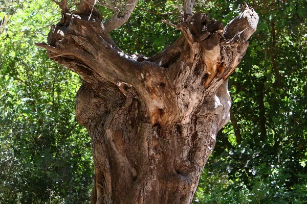 Textura Corteza Gran Árbol Cerca Parque Ciudad Norte Israel —  Fotos de Stock