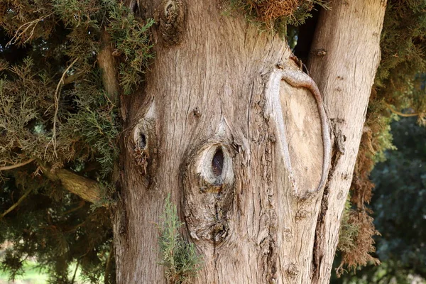 Corteccia Tessitura Grande Albero Vicino Parco Della Città Nel Nord — Foto Stock