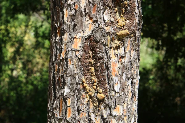 Texture Écorce Grand Arbre Près Parc Urbain Dans Nord Israël — Photo