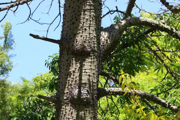 Texture Écorce Grand Arbre Près Parc Urbain Dans Nord Israël — Photo