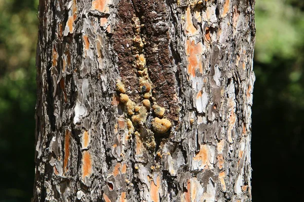 Texture Écorce Grand Arbre Près Parc Urbain Dans Nord Israël — Photo