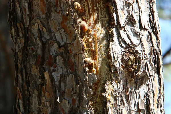 Tekstur Kulit Pohon Besar Dekat Taman Kota Israel Utara — Stok Foto