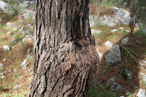 Φλοιό Υφή Ενός Μεγάλου Δέντρου Κοντά Ένα Πάρκο Της Πόλης — Φωτογραφία Αρχείου