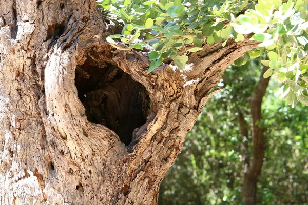 Rindenstruktur Eines Großen Baumes Nahaufnahme Einem Stadtpark Norden Israels — Stockfoto