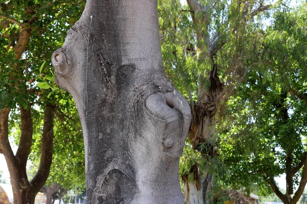 Bark Texture Large Tree Close City Park Northern Israel — Stock Photo, Image