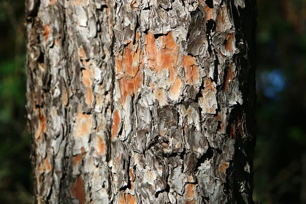 Textura Corteza Gran Árbol Cerca Parque Ciudad Norte Israel — Foto de Stock