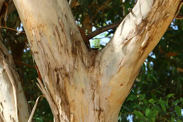 Bark Texture Large Tree Close City Park Northern Israel — Stock Photo, Image