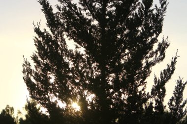 Güneş ışınları, İsrail 'in kuzeyindeki bir şehir parkındaki büyük ağaçların yoğun yapraklarından geçer. 