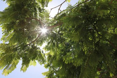 Güneş ışınları, İsrail 'in kuzeyindeki bir şehir parkındaki büyük ağaçların yoğun yapraklarından geçer. 