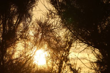 Güneş ışınları, İsrail 'in kuzeyindeki bir şehir parkındaki büyük ağaçların yoğun yapraklarından geçer. 
