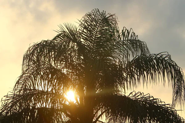 Солнечные Лучи Проходят Через Густую Листву Больших Деревьев Городском Парке — стоковое фото