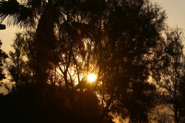 Raios Sol Passam Através Folhagem Densa Árvores Grandes Parque Cidade — Fotografia de Stock