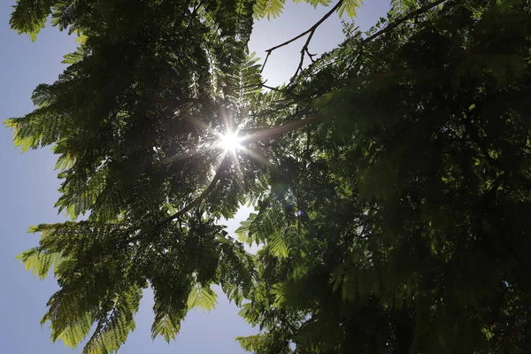Промені Сонця Проходять Через Густе Листя Великих Дерев Міському Парку — стокове фото