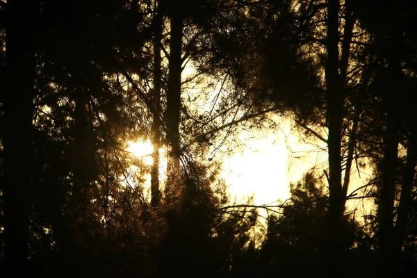 Sonnenstrahlen Durchdringen Das Dichte Laub Großer Bäume Einem Stadtpark Nordisrael — Stockfoto