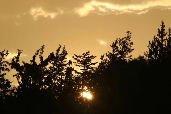 Sluneční Paprsky Procházejí Hustým Listím Velkých Stromů Městském Parku Severním — Stock fotografie