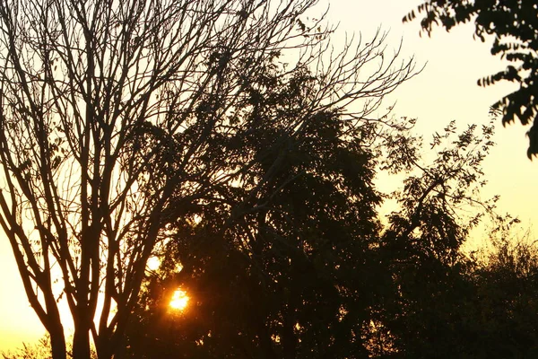 Raios Sol Passam Através Folhagem Densa Árvores Grandes Parque Cidade — Fotografia de Stock