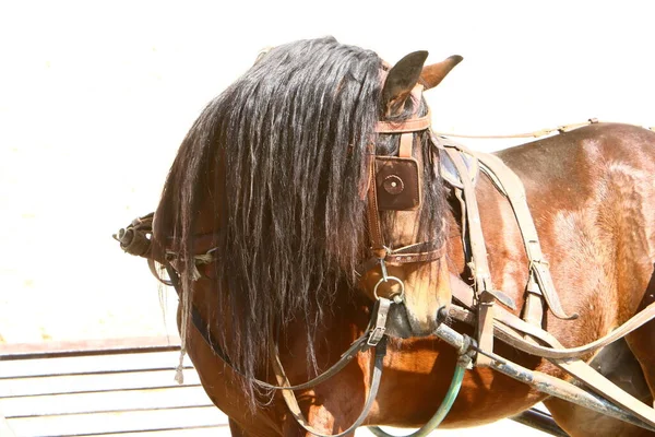 Portrait Cheval Dans Une Clairière Dans Parc Municipal — Photo