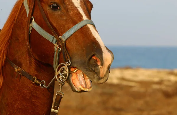 Portrét Koně Mýtině Městském Parku — Stock fotografie